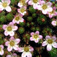 Attēlu rezultāti vaicājumam “Saxifragaceae”