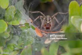 Attēlu rezultāti vaicājumam “Agelena labyrinthica”