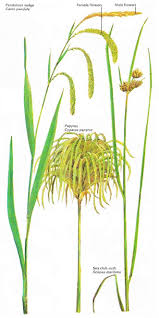 Attēlu rezultāti vaicājumam “Cyperaceae”