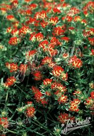 Attēlu rezultāti vaicājumam “Anthyllis vulneraria leaf”