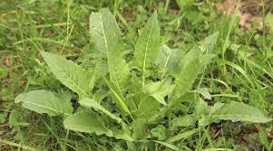 Attēlu rezultāti vaicājumam “Bunias orientalis”