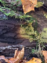 Attēlu rezultāti vaicājumam “Lamproderma violaceum stalked”