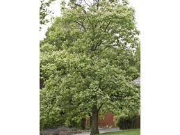 Attēlu rezultāti vaicājumam “Catalpa ovata”