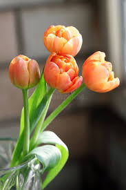 Attēlu rezultāti vaicājumam “Tulipa gesneriana flower”