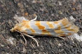 Attēlu rezultāti vaicājumam “Aethes margaritana”