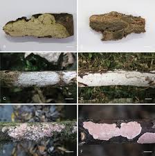 Attēlu rezultāti vaicājumam “Laurilia sulcata”