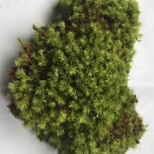 Attēlu rezultāti vaicājumam “Aulacomnium palustre”