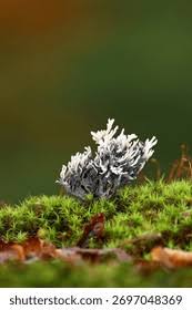 Attēlu rezultāti vaicājumam “Clavulina cinerea”