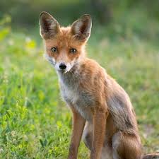 Attēlu rezultāti vaicājumam “Vulpes vulpes  adult”