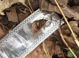 Attēlu rezultāti vaicājumam “Scardia boletella pupa”