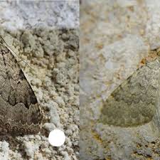 Attēlu rezultāti vaicājumam “Triphosa dubitata”