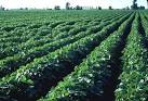 South Carolina Department of Agriculture - Field Crops