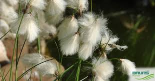 Attēlu rezultāti vaicājumam “Eriophorum angustifolium flower”