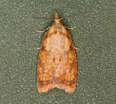 Attēlu rezultāti vaicājumam “Acleris bergmanniana”