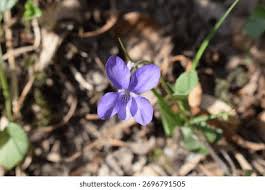 Attēlu rezultāti vaicājumam “Viola rupestris flower”