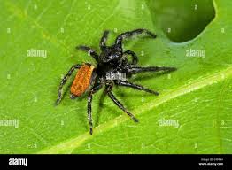 Attēlu rezultāti vaicājumam “Xanthogramma sp.”