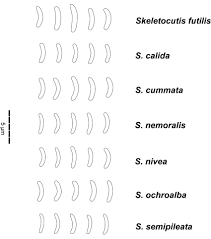 Attēlu rezultāti vaicājumam “Skeletocutis nivea”