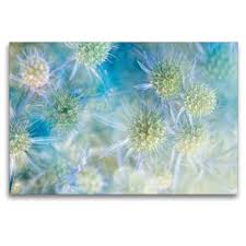 Image result for Blaudistel