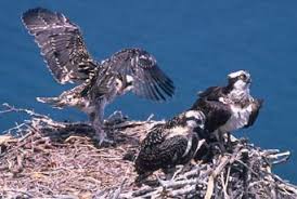 Image result for Pandion haliaetus