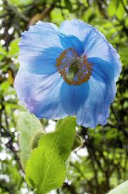Image result for Meconopsis betonicifolia