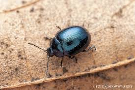 Attēlu rezultāti vaicājumam “Phaedon cochleariae”