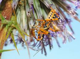 Attēlu rezultāti vaicājumam “Rhynocoris annulatus”