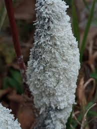 Attēlu rezultāti vaicājumam “Didymium spongiosum”