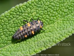 Attēlu rezultāti vaicājumam “Coccinella septempunctata larva”