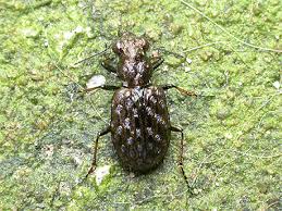 Attēlu rezultāti vaicājumam “Elaphrus cupreus”