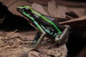 Attēlu rezultāti vaicājumam “Epirhoe tristata”