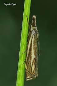 Attēlu rezultāti vaicājumam “Crambus silvella”