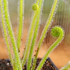 Attēlu rezultāti vaicājumam “Drosera x obovata leaf”