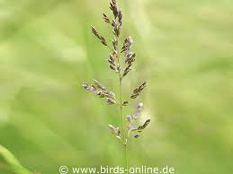 Attēlu rezultāti vaicājumam “Poa nemoralis fruit”