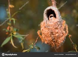 Attēlu rezultāti vaicājumam “Remiz pendulinus nest”