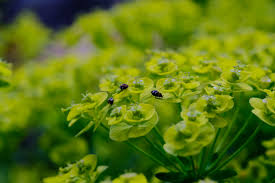 Attēlu rezultāti vaicājumam “Euphorbia cyparissias leaf”
