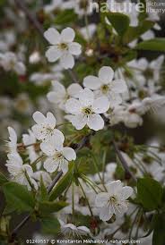 Attēlu rezultāti vaicājumam “Cerasus flower”