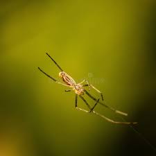 Attēlu rezultāti vaicājumam “Tetragnatha montana”