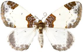 Attēlu rezultāti vaicājumam “Mesoleuca albicillata”