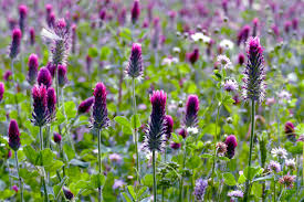 Image result for Trifolium incarnatum