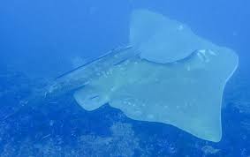 Image result for Megatrygon microps