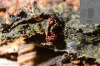 Attēlu rezultāti vaicājumam “Nectria episphaeria”