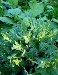 Image result for Cnicus benedictus