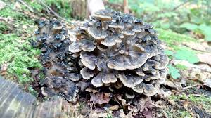 Attēlu rezultāti vaicājumam “Grifola frondosa”