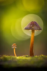 Attēlu rezultāti vaicājumam “Phleogena faginea young”