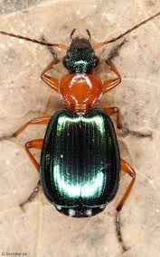 Attēlu rezultāti vaicājumam “Lebia chlorocephala”