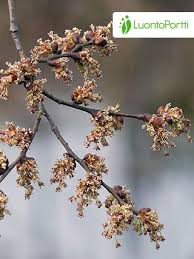 Attēlu rezultāti vaicājumam “Ulmus laevis leaf”