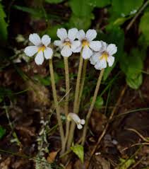 Attēlu rezultāti vaicājumam “Orobanche coerulescens flower”
