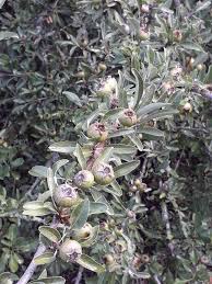 Attēlu rezultāti vaicājumam “Pyrus”