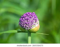 Attēlu rezultāti vaicājumam “Allium cepa bud”