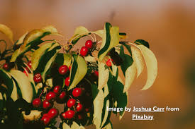 Attēlu rezultāti vaicājumam “Rosa villosa fruit”